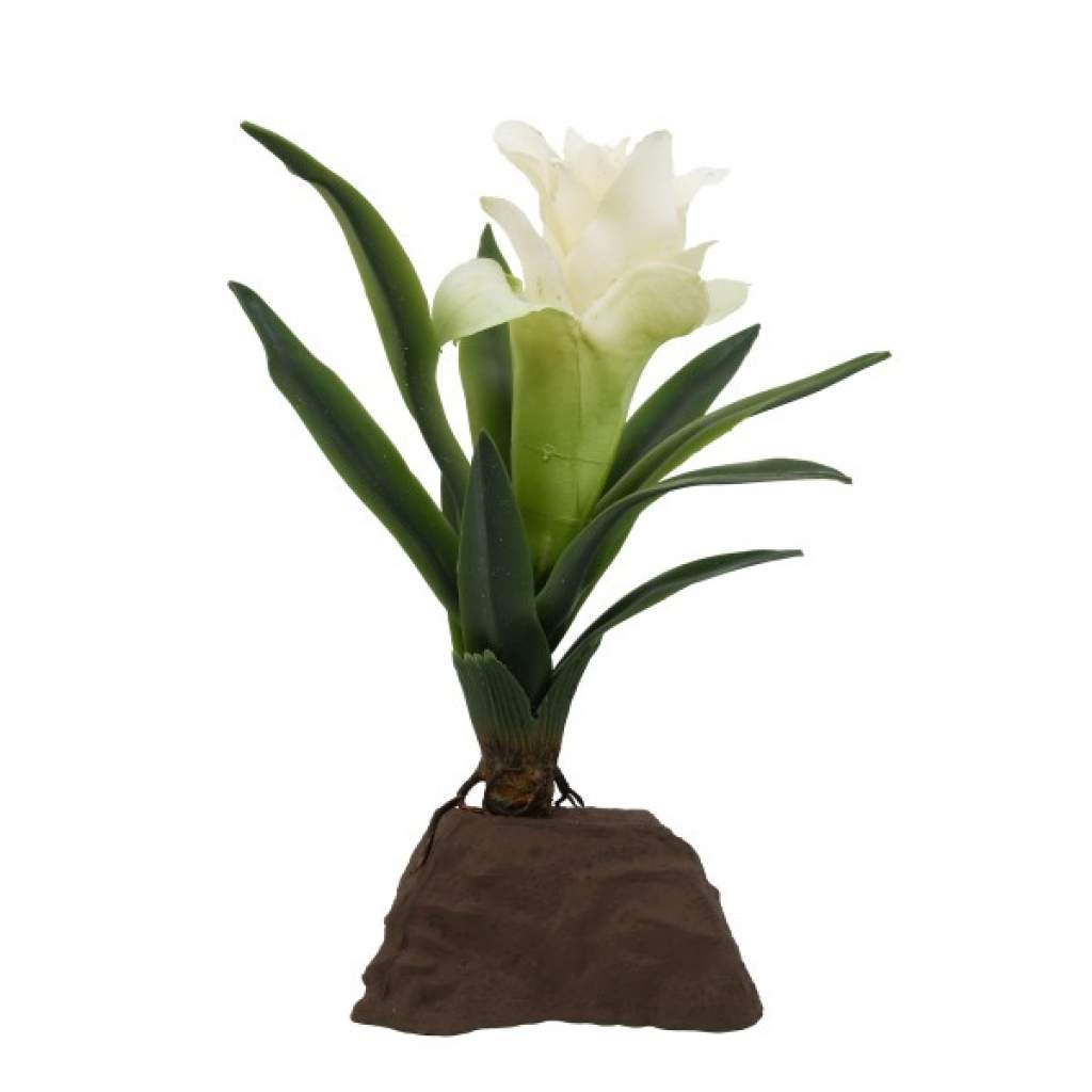 Bromelien